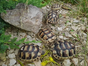 Sehr schöne Breitrandschildkröten ein- und zweijährige Tiere.  Bild 3