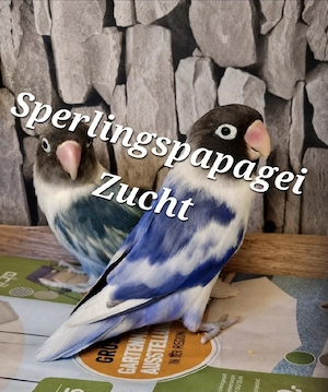 Unzertrennliche in Mutationen 