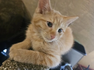 birma mix kater 