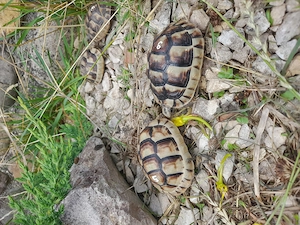 Sehr schöne Breitrandschildkröten ein- und zweijährige Tiere.  Bild 8