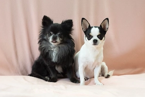 zauberhafte Chihuahuababys