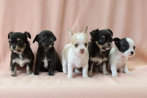 zauberhafte Chihuahuababys