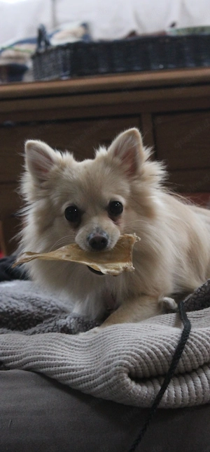 Kleine Spitz Mischlings Hündin, kleiner Hund