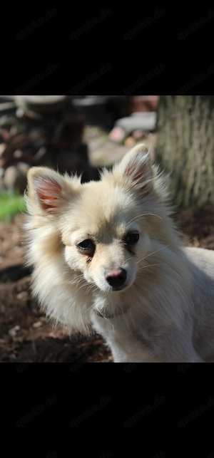 Kleine Spitz Mix Hündin sucht Bestplatz