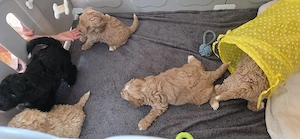 Medium Labradoodle Welpen