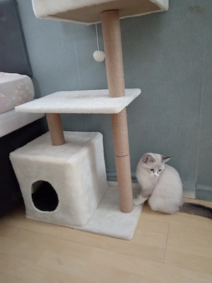 Reinrassige Britische Kurzhaar Katze