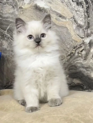 Ragdoll Kater Ragdoll Katze