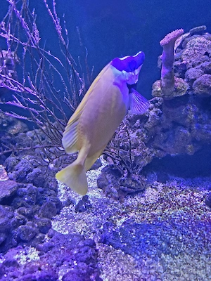 Aquarium Auflösung