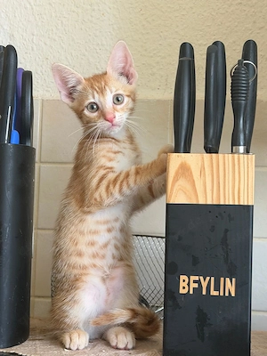 13 Wochen alte Baby Katzen 