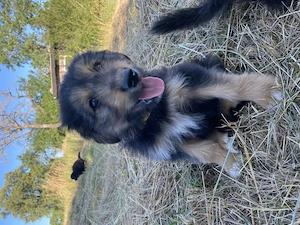 Altdeutsche Hütehunde   Strobel, Welpen. Gute Familienhunde