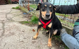 Neuanfang für Miss Elly gesucht