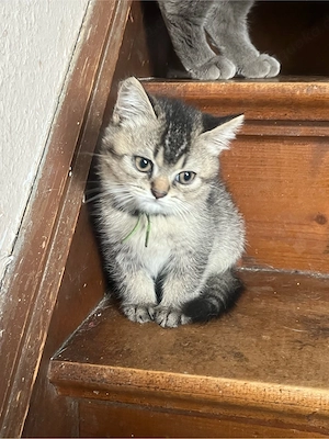 Reinrassige BKH und BLH Kitten dürfen ab sofort ausziehen