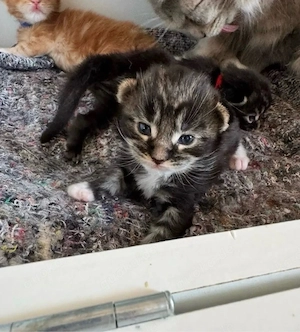 Maine Coon-Tötung