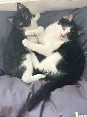 liebe katzen dame sucht ein schönes zuhause 