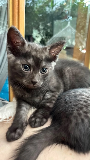 Babykatze Kätzchen Katze Grau getigert Männchen