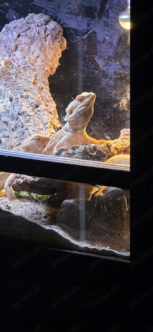 Bartagame Männchen