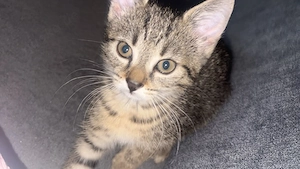 Tier Katze 