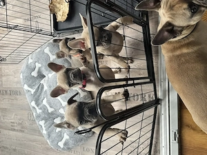 Französische Bulldoggen Welpen 