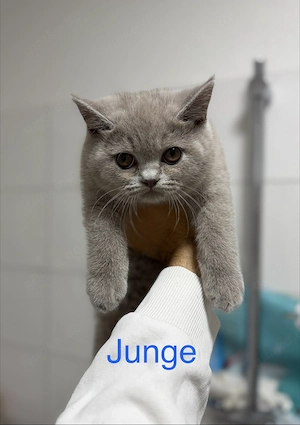 BKH Kitten ärztlich untersucht 10 wochen alt Abgabebereit Lilac 