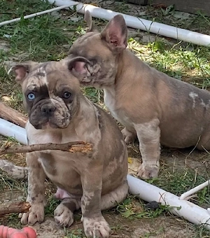 Französische Bulldogge Welpen 