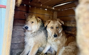Miro sucht ein ruhiges Zuhause