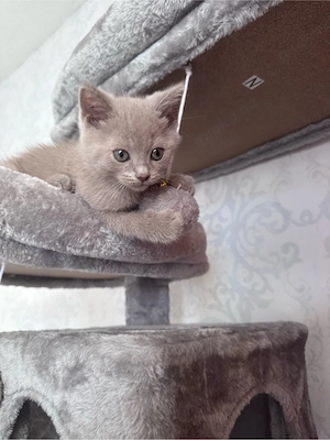 bebykatzen