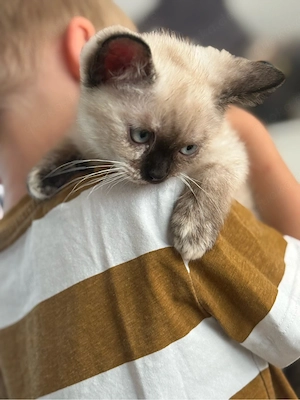 BKH kitten blue Point Tortie Point Katzen ab sofort 