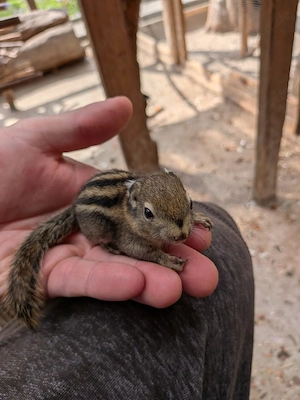 Handzahme zuckersüße Streifenhörnchen Babys