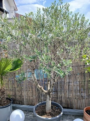 großer Olivenbaum