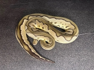 vers. Königspythons abzugeben    Bild 3