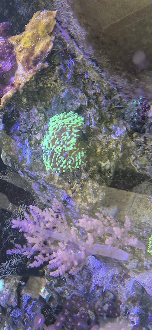 Euphyllia 