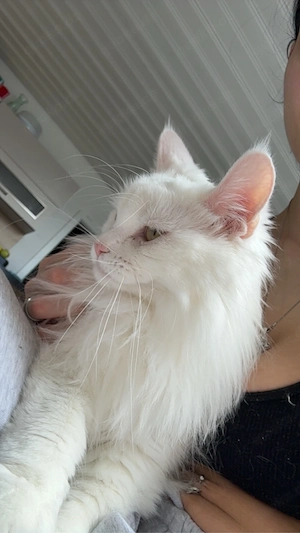 Maine Coon x Türkisch Angora