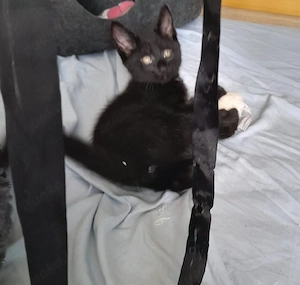 Kitten zu verkaufen 