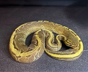 vers. Königspythons abzugeben   