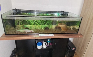 Komplettes Axolotl-Aquarium abzugeben