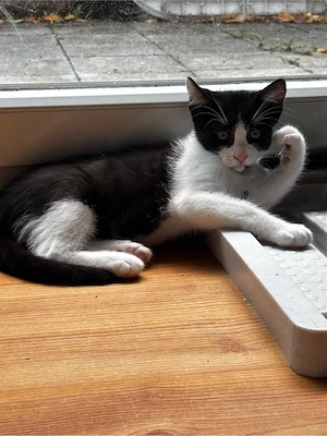 KatzenDame Sucht Ein Zuhause! 