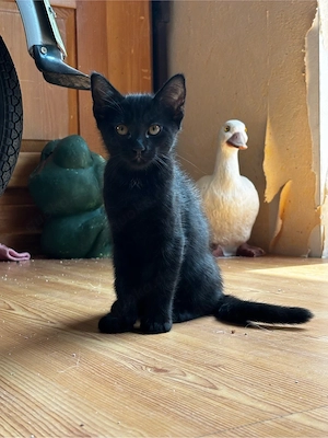 Wir Suchen ein Neues Für Immer Zuhause! 