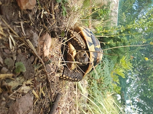 Griechische Landschildkröten NZ 2029