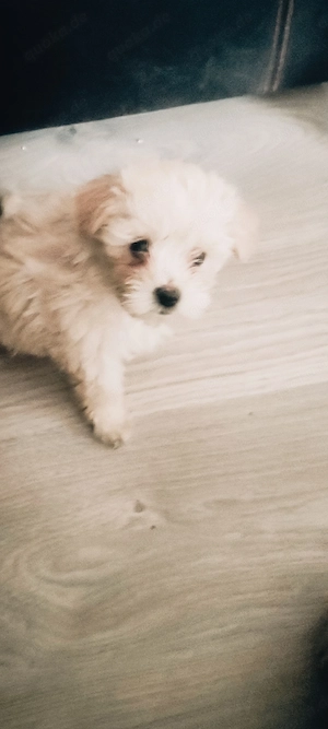 Bichon Malteser 