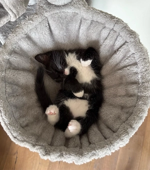 BKH Mix Kitten sucht ein neues Zuhause