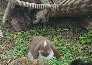 Deutsche Widder  Schlappohr  Hase  Kaninchen  groß 