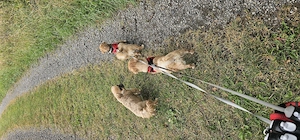 Pekinese Linu und Dunia 