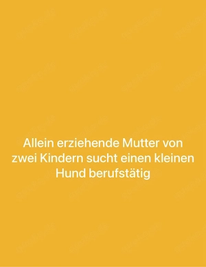 wir suchen einen kleinen Hund