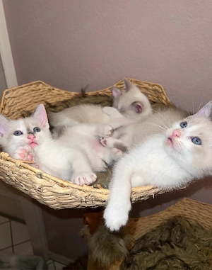 Siam Kitten geboren 1.6.26   