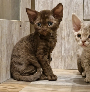 Hübsche Devon Rex Kitten können im Alter von 12 Wochen umziehen 
