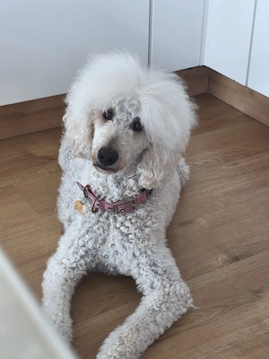 Pudel Königspudel Großpudel Riesenpudel Standardpudel creme weiss braun apricot Hund Haustier Tier