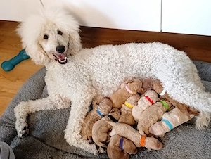 Pudel Königspudel Großpudel Riesenpudel Standardpudel creme weiss braun apricot Hund Haustier Tier