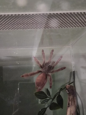 Vogelspinnen abzugeben