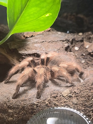 verschiedene Vogelspinnen abzugeben
