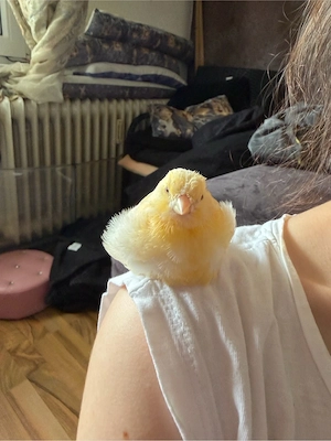 Kanarienvogel Männchen sehr zahm